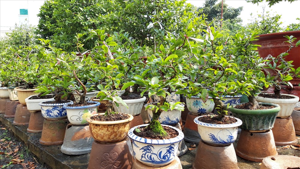 Mai gốc bé năm nay có giá khoảng 2-5 triệu đồng/cây. Ảnh TK.