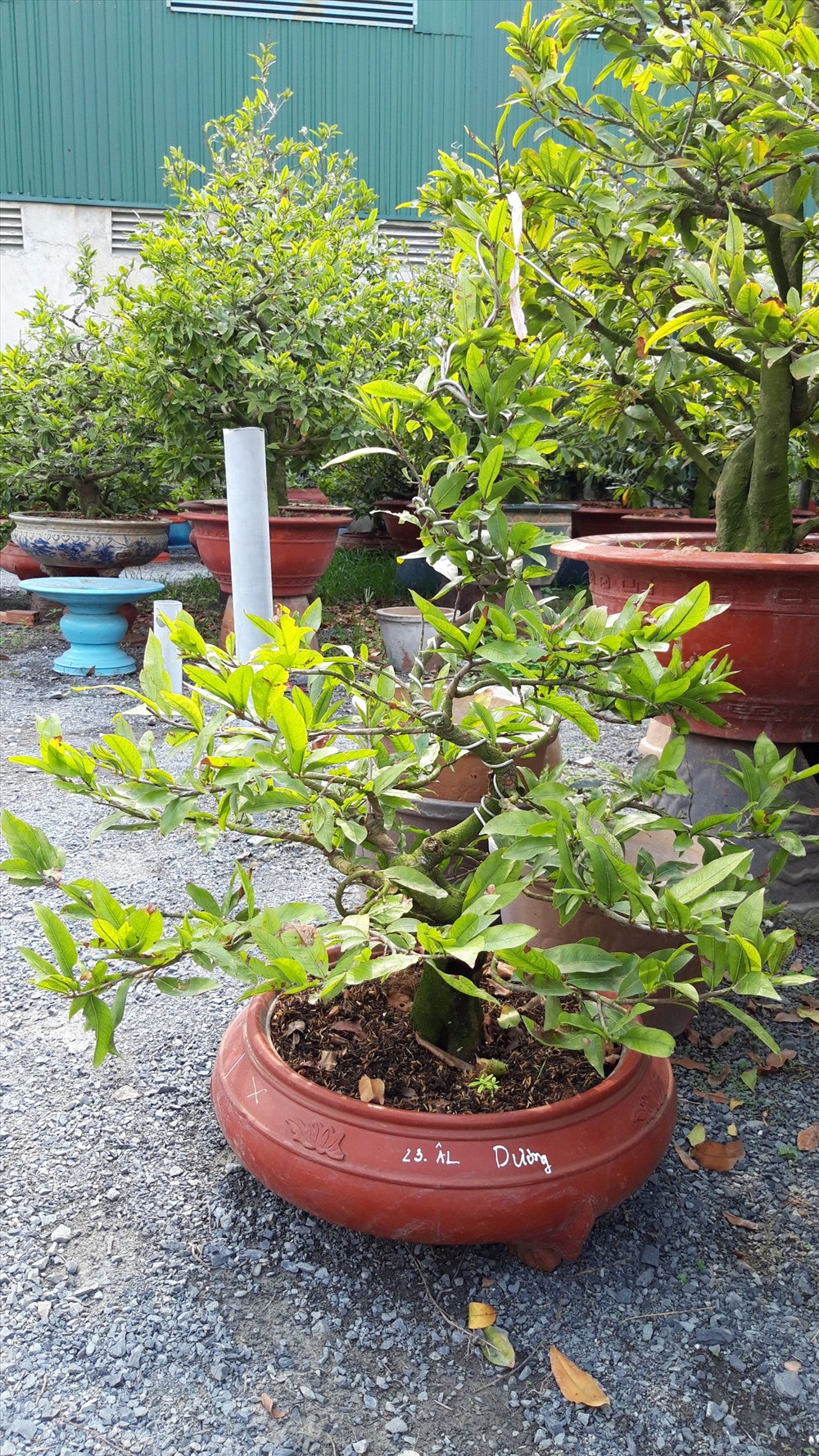 Cây mai đã có chủ sẽ được ghi chú cẩn thận. Ảnh TK.