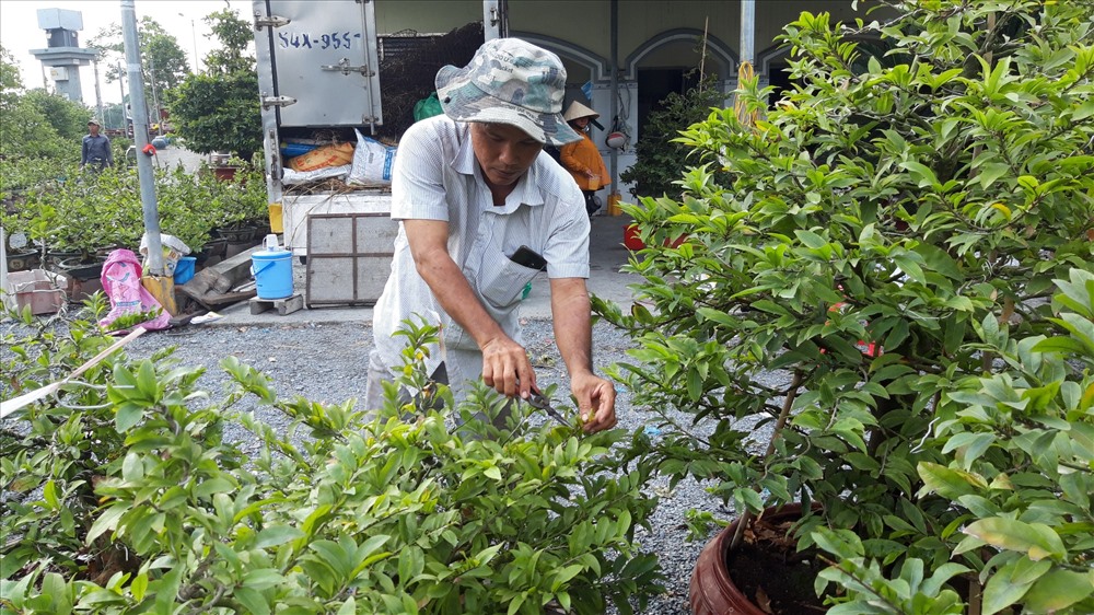 Các thợ chăm sóc mai đang tất bật chăm sóc và tỉa lá để mai kịp nở hoa dịp Tết. Ảnh TK.