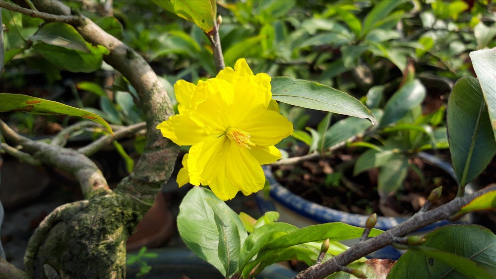 Một bông hoa bắt đầu nở sớm. Ảnh TK.
