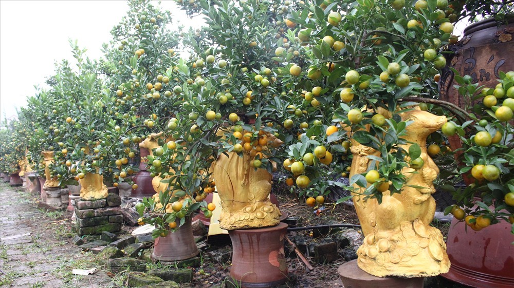 Các chủ nhà vườn tại làng quất Tứ Liên đã chuẩn bị hàng ngàn cây quất cảnh bon sai để chuẩn bị cho Tết Canh Tý 2020.