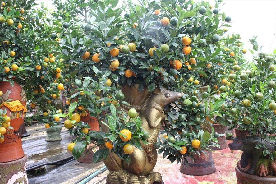 Quất cảnh bonsai bạc triệu hút mắt người xem