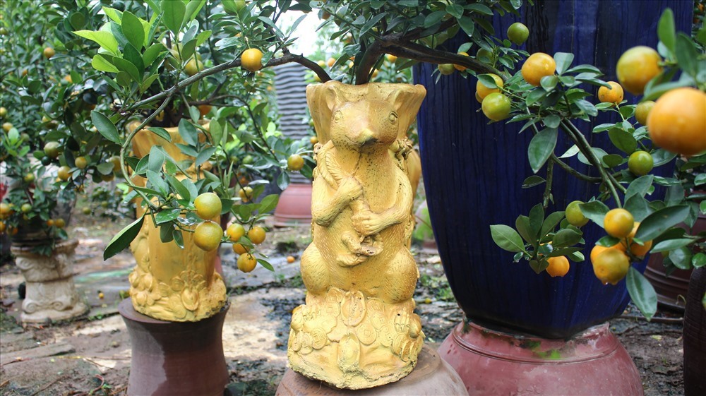 Các chủ nhà vườn tại làng quất Tứ Liên đã chuẩn bị hàng ngàn cây quất cảnh bon sai để chuẩn bị cho Tết Canh Tý 2020.