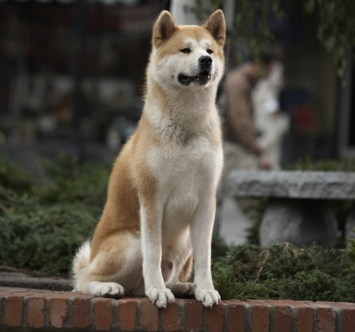 1. Akita Theo mô tả của AKC, Akitas rất trung thành và hết lòng vì gia đình. Chúng là một giống chó Nhật Bản, và bạn có thể mong đợi tình cảm, sự tôn trọng và giải trí từ chúng! Không có gì ngạc nhiên khi chú chó nổi tiếng và trung thành nhất thế giới - Hachiko - thuộc giống Akita.