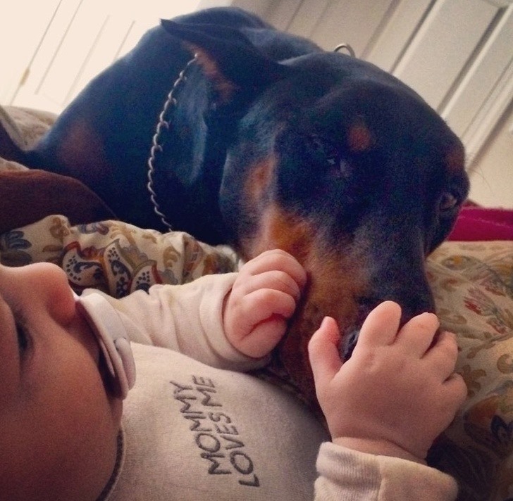 10. Doberman Chúng có kích thước hơi lớn, nhưng chúng là một giống chó gia đình tuyệt vời. Dobermans không chỉ trung thành, mà còn rất cảnh giác.