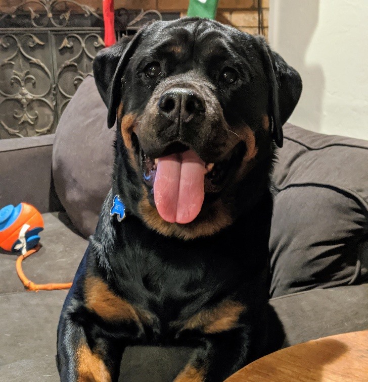 13. Rottweiler Rottweilers là một giống chó tận tâm, luôn sẵn sàng để chơi với chủ nhân.