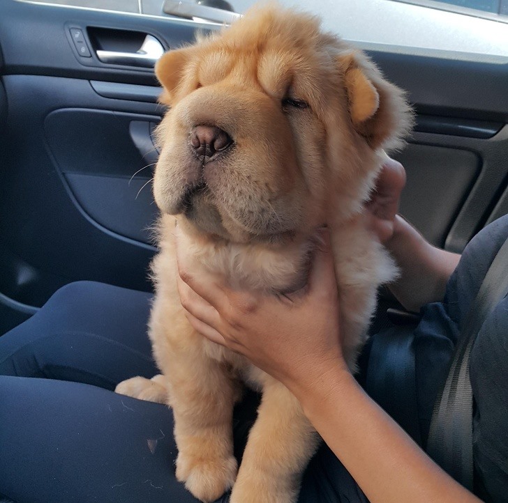 14. Shar-Pei Shar-Peis rất độc lập, điềm tĩnh và đáng tin cậy. Chúng là cho một người bạn đồng hành tuyệt vời và bảo vệ con chó do đặc điểm thể chất của họ.