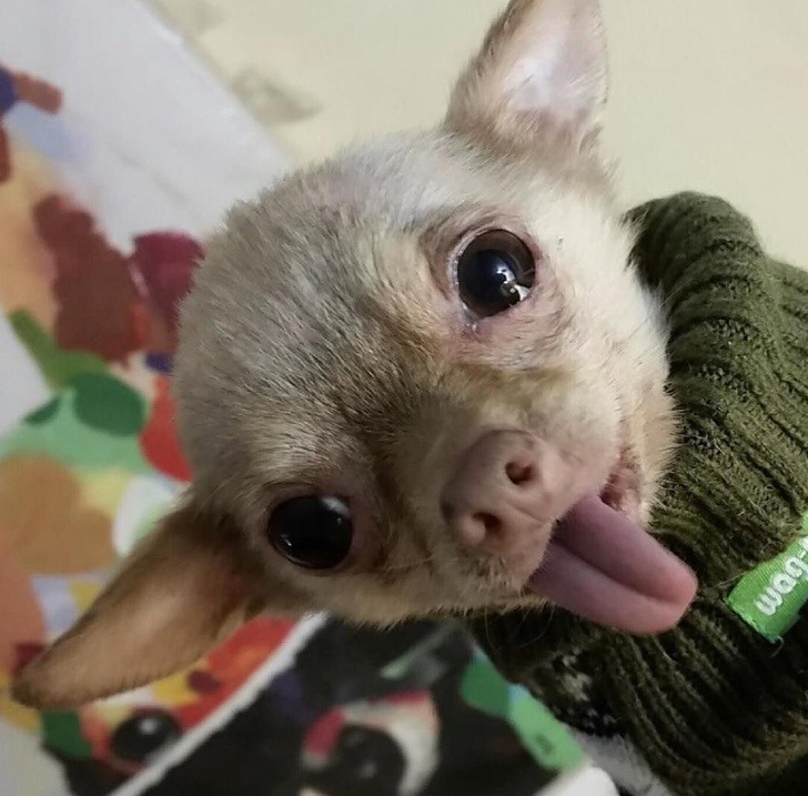 15. Chihuahua Những chú chó nhỏ bé này thực sự quyến rũ, duyên dáng, và tận tâm.
