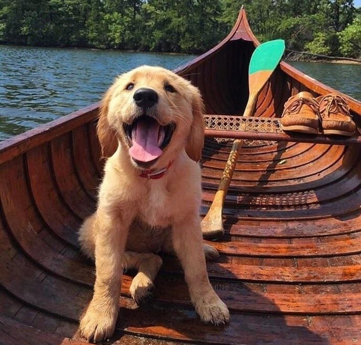 2. Chó Golden Goldens là giống phổ biến nhất được công nhận bởi Câu lạc bộ chó giống Mỹ. Chúng rất thân thiện, thông minh, ngọt ngào và cũng rất trung thành với chủ sở hữu của chúng.