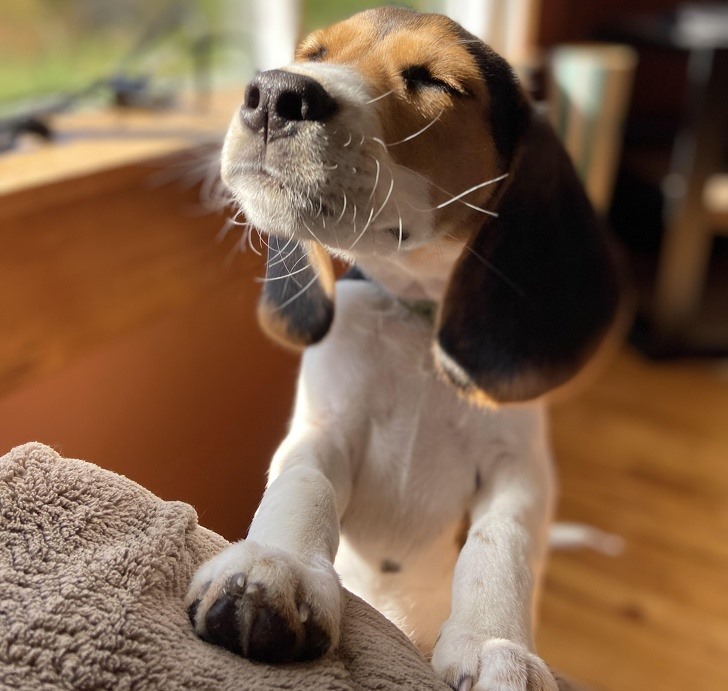 4. Beagle Theo AKC, giống cho Beagle không chỉ đáng tin cậy , mà còn rất thân thiện, vui vẻ và dễ nuôi. Beagles rất hiếm khi hung dữ hoặc bạo lực, đó không phải là bản chất của chúng. Tuy nhiên, chúng sủa lớn và biết hú.