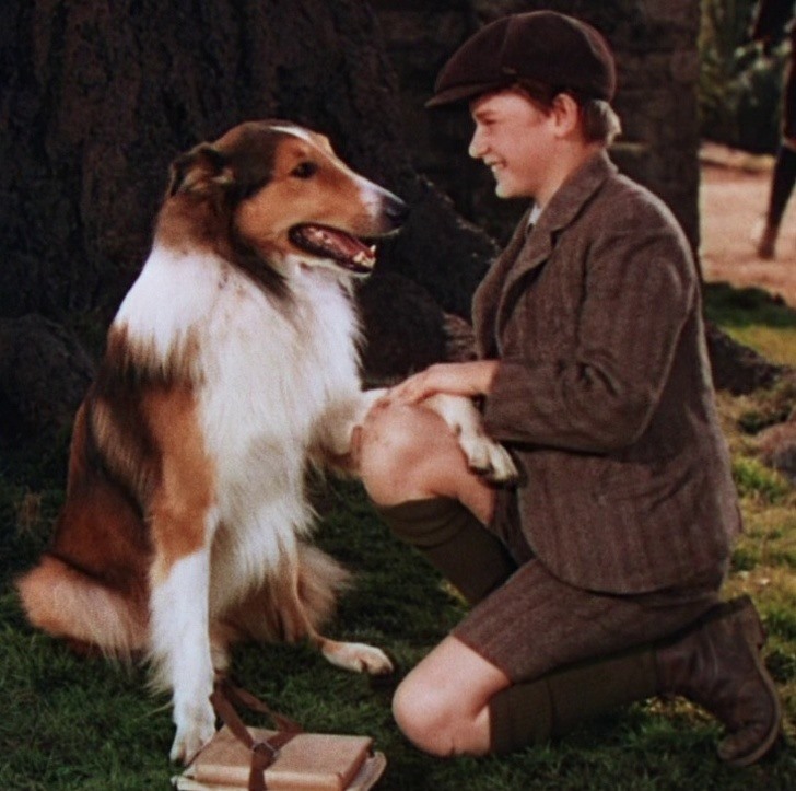 5. Collie Collie là một giống chó rất nổi tiếng khác. Chúng được AKC mô tả là tận tụy, duyên dáng. Khi nói đến lòng trung thành, trí thông minh và tính cách của chúng - chúng là huyền thoại.
