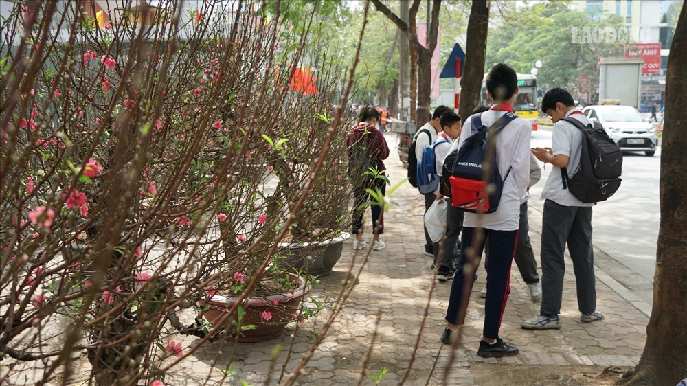 Đào, quất lấn chiếm vỉa hè học sinh không còn chỗ đứng.