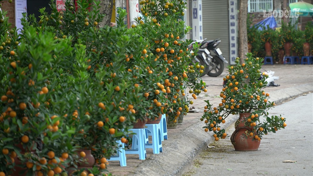 Nhiều cửa hàng còn bày luôn chậu cây xuống lòng đường.