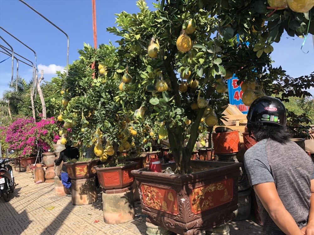 Các chậu bưởi diễn đẹp mắt với màu lấp lánh luôn được ưu chuộng mùa tết. Ảnh: S.H