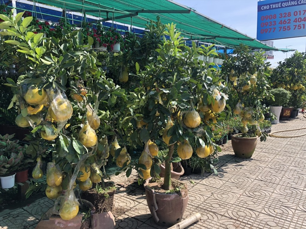 Ngoài những chậu lớn, còn có những chậu bưởi diễn nhỏ với giá trị thấp hơn. Ảnh: S.H Ngoài những chậu lớn, còn có những chậu bưởi diễn nhỏ với giá trị thấp hơn. Ảnh: S.H