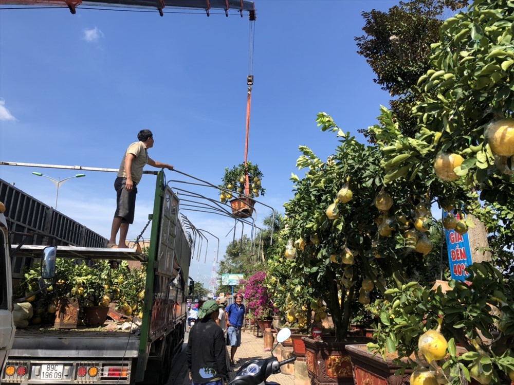 Bưởi diễn được vận chuyển từ Hà Nội về thủ phủ trái cây Cần Thơ. Ảnh: S.H