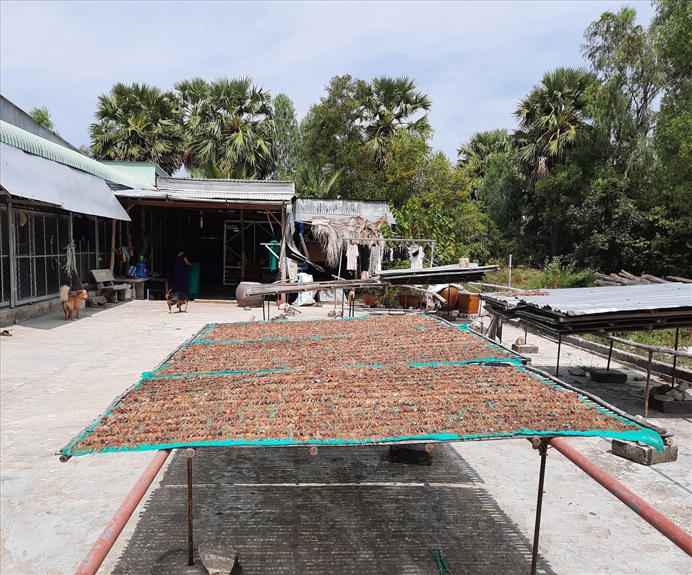 Những dàn khô nhái ít ỏi đang phơi của chị Xuân trong những ngày gần tết. Ảnh: PT