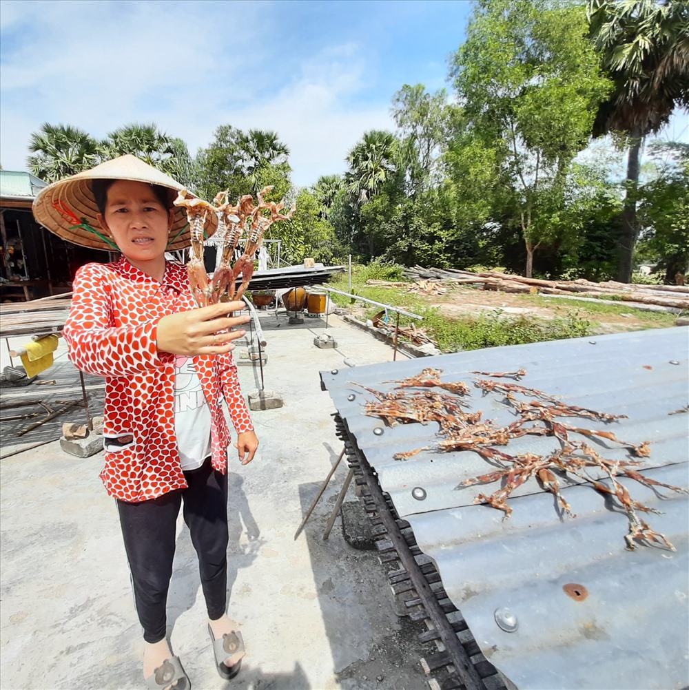 Những con ếch được phân loại ra riêng với dàn khô nhái. Ảnh: PT