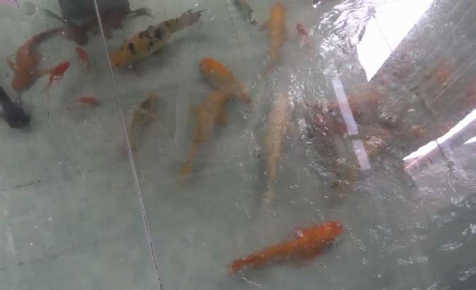 Bể cá dưới phòng ăn. Ảnh: NSCC