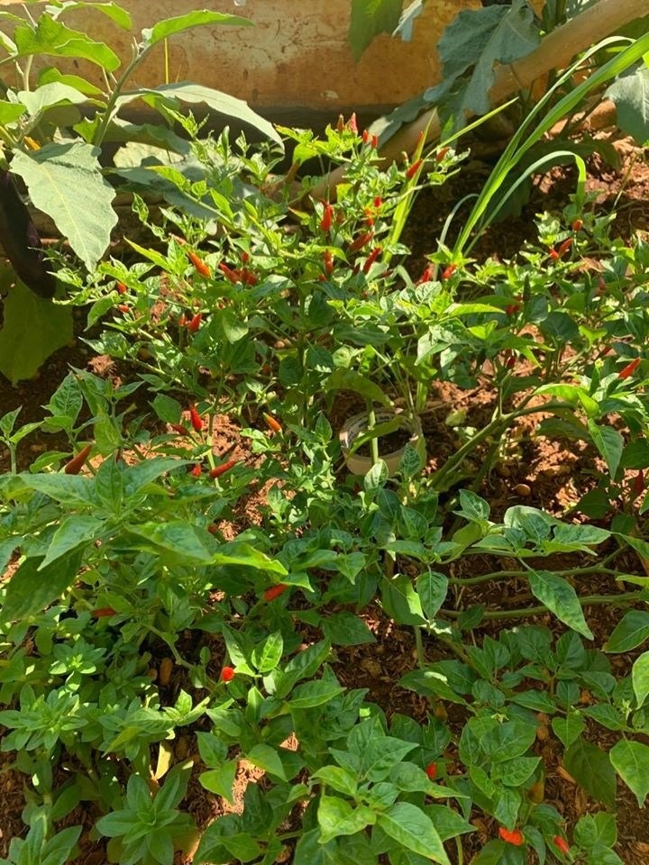 Rau xanh trên sân thượng. Ảnh: NSCC
