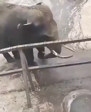 Con voi tinh nghịch phun nước để trêu đùa con lạc đà. Ảnh: IndiaToday