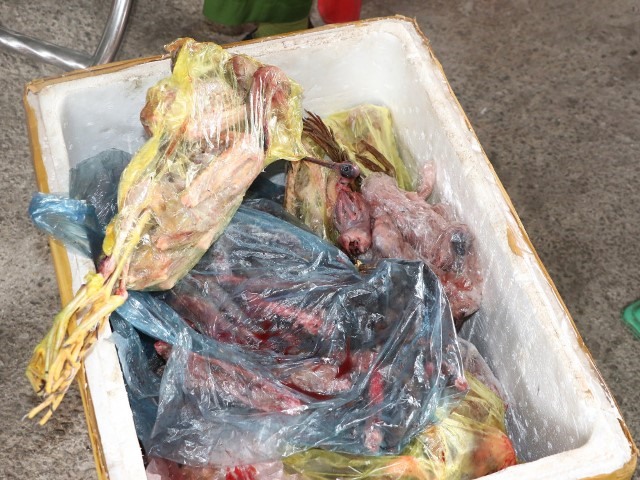 Thu giữ 50kg thịt chim ở nhà hàng Minh Hoa. Ảnh: Hùng Nhung.