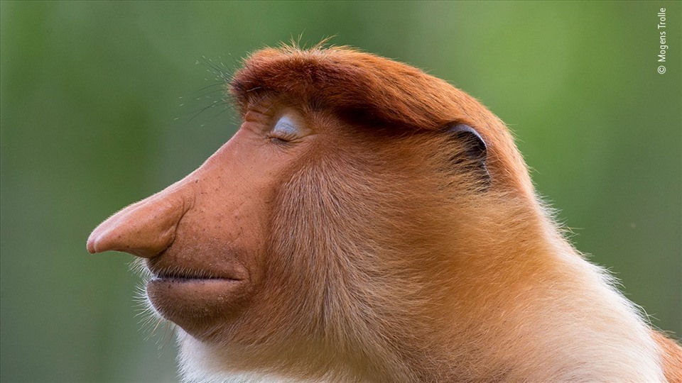 dff