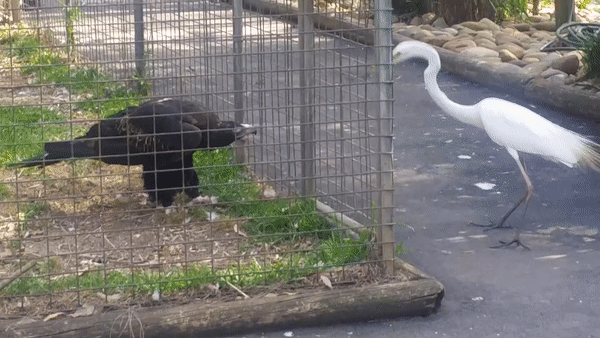 Cú lừa ngoạn mục của đại bàng. Ảnh: AnimalsWorld