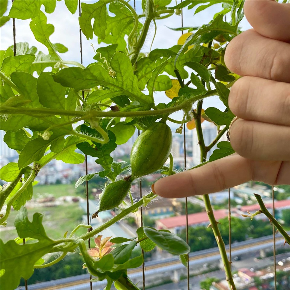Mọc thêm 2 quả bé xiu nữa.