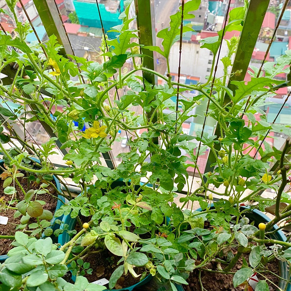 Sau 1 tuần.