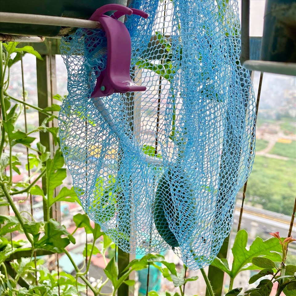 Dưa sau 1 tuần đã bằng này rùi, gia chủ thấy gió to nên đã chằng vội chiếc lưới bọc.