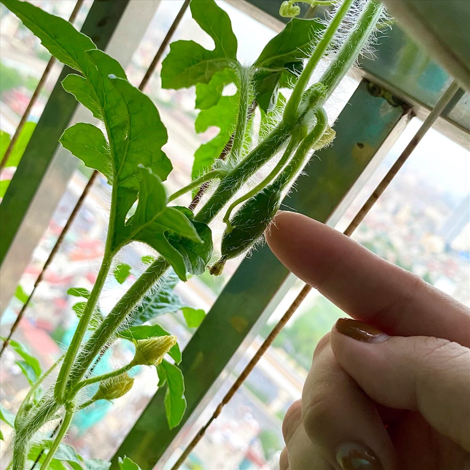 “Em ý” ngày đầu tiên sau thụ phấn, béo xíu.