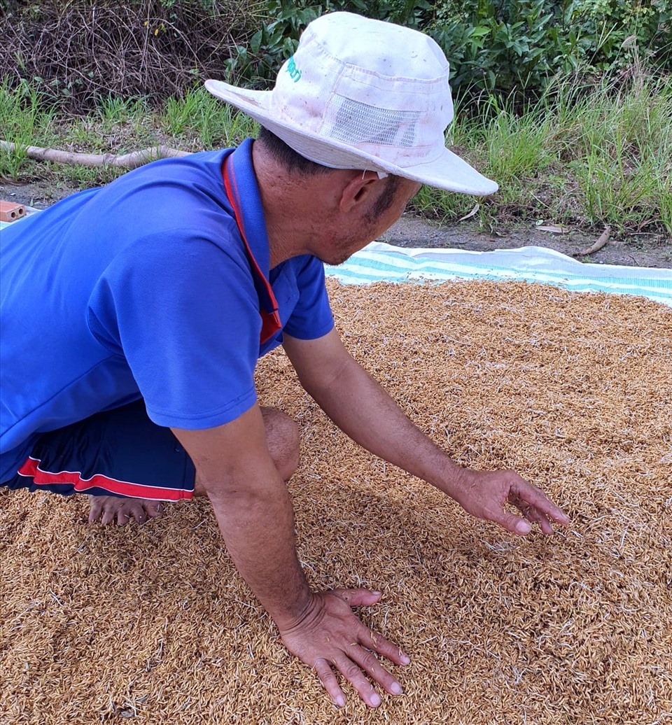 Phơi lúa đã nảy mần để cho gia súc ăn chứ không thể bán được (ảnh Nhật Hồ)