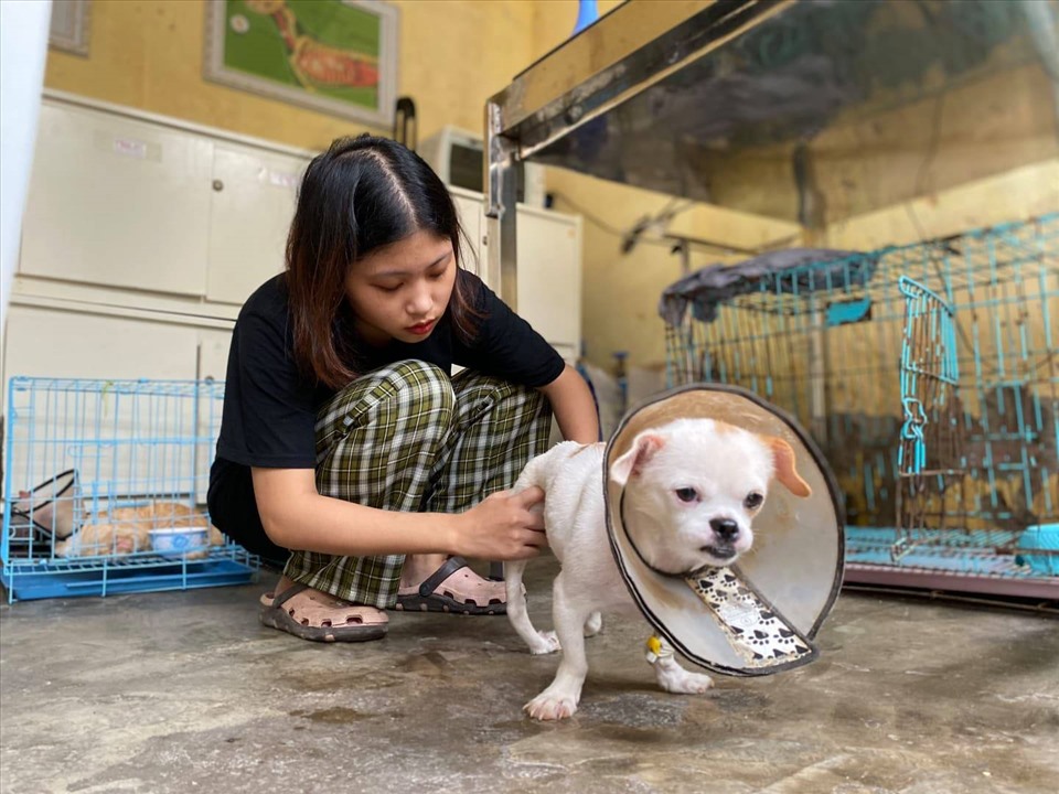 Chú chó được chăm sóc sức khỏe.
