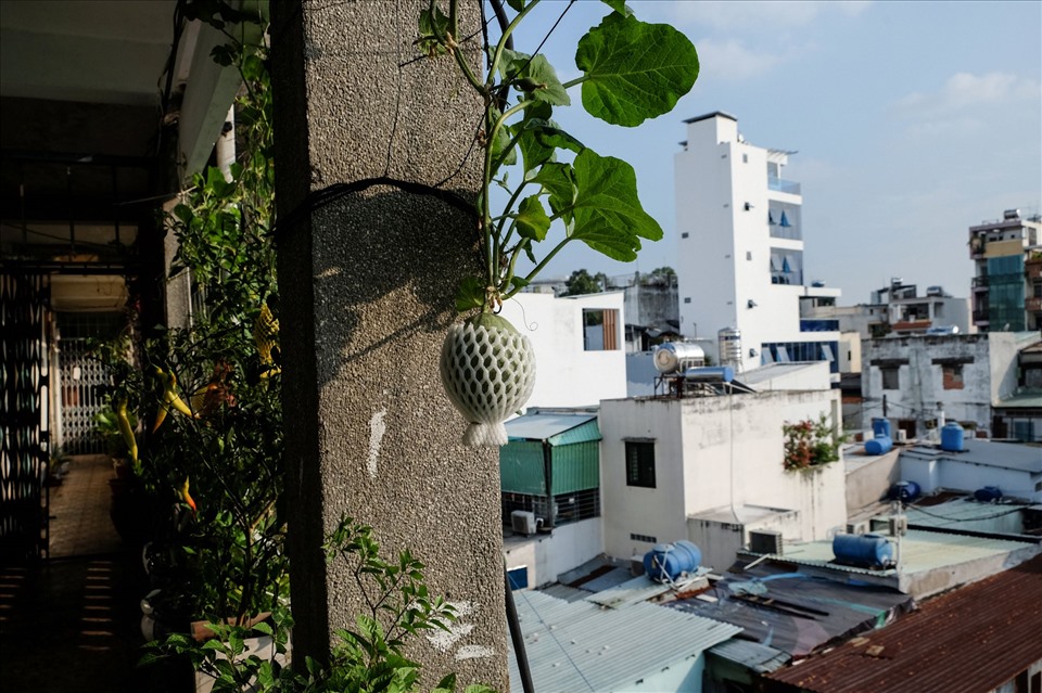 Tận dụng khoảng hành lang, nhiều hộ gia đình trồng cây xanh, rau củ...