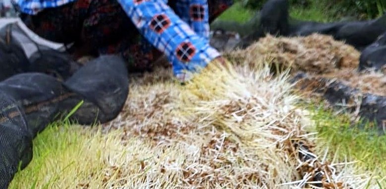 Một số người dân đã đem được lên bờ, nhưng không có nằng phơi lúa đã nảy mần (ảnh Nhật Hồ)