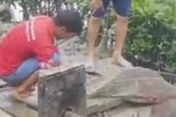 Cà Mau: Bắt cá sấu xổng chuồng do mưa lũ, nước ngập