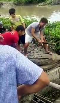 Vây bắt thành công cá sấu xổng chuồng trong vuông tôm (ảnh cắt từ Clip)
