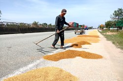 Hà Tĩnh: Lũ qua đi, lúa bốc mùi hôi thối