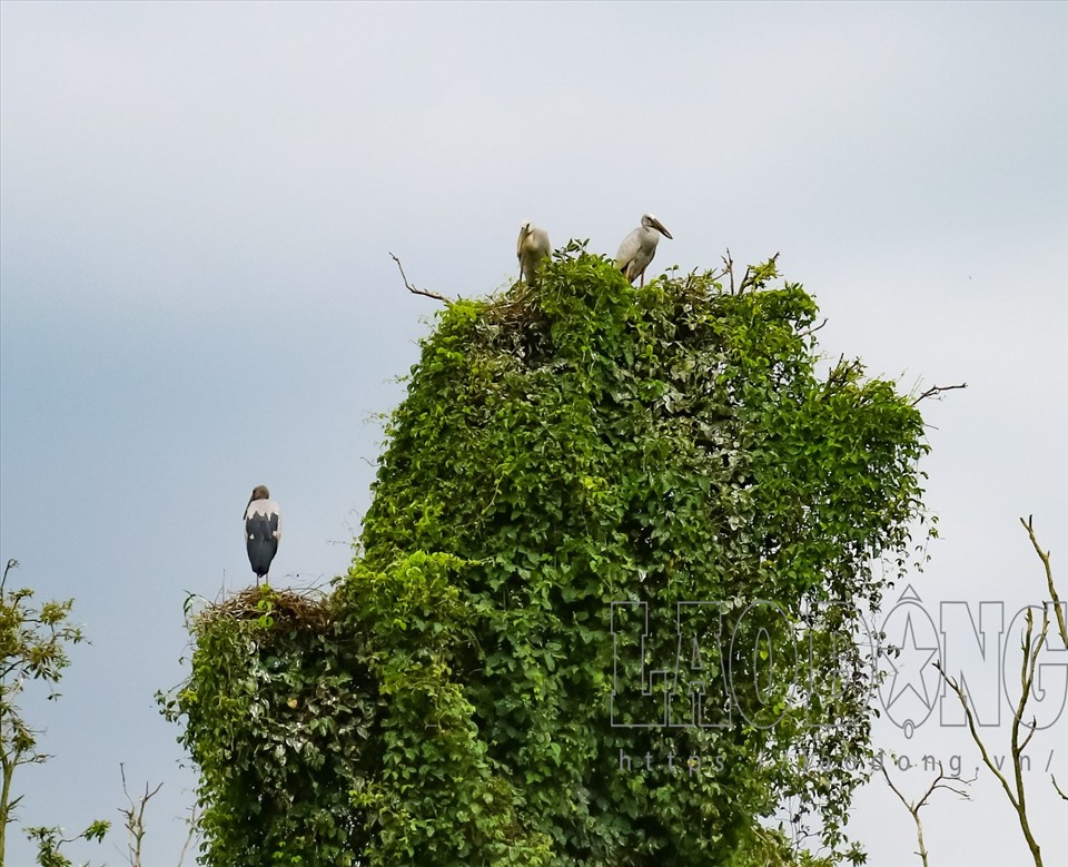 Ngồi trên xuồng ngắm bãi chim vào mùa sinh sản ở rừng tràm Gáo Giồng. Ảnh: Hồng Lan