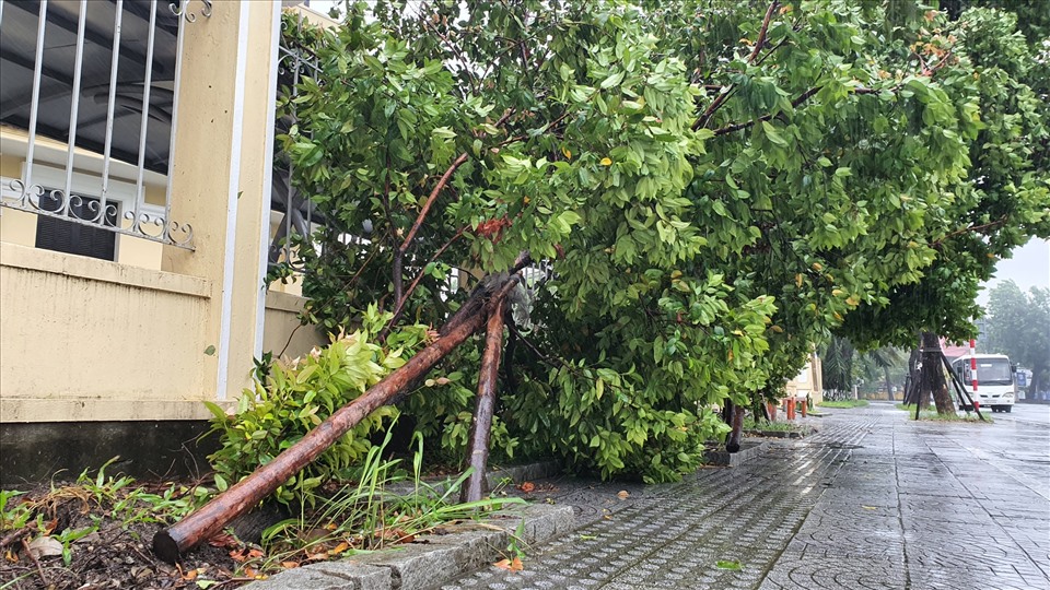 Nhiều cây xanh trên địa bàn thành phố Huế đã bị gió quật đổ. Ảnh: PĐ
