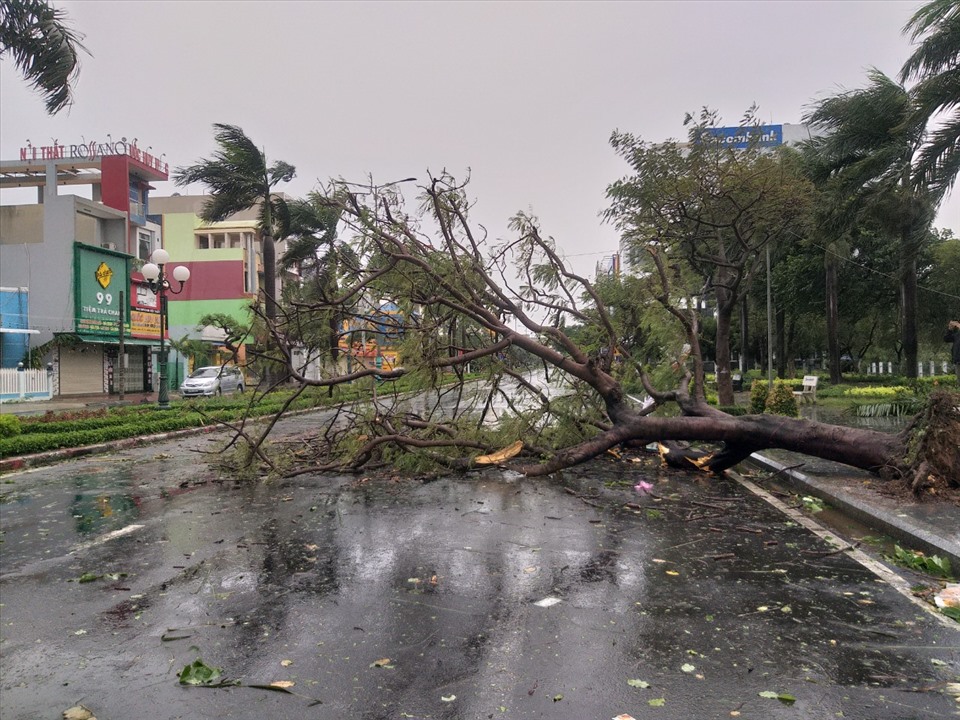 Cây cối nhã đổ ở Tuy Hòa.