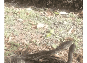 2 con rắn đánh nhau kịch liệt ngay trong nhà sân nhà của dân ở Australia. Ảnh: Storyful