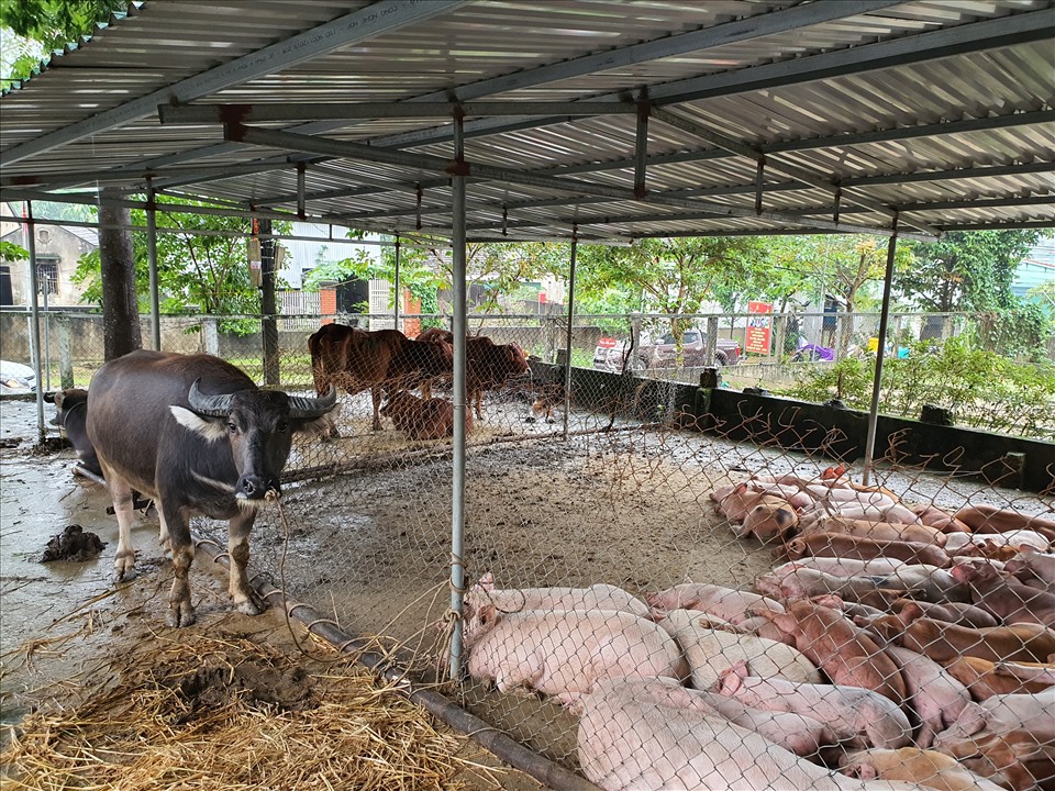 Người dân đưa trâu, bò, lợn lên để tạm tại trụ sở UBND xã, tránh lụt, nếu không sẽ bị cuốn trôi toàn bộ. Ảnh: Quang Đại