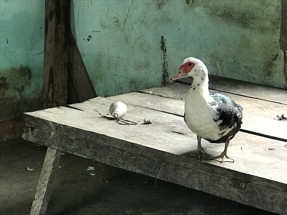 Có gia đình ở thông Bà Dá, xã Cà Dy do bận đi tránh bão nên khi quay về, tài sản chỉ còn mỗi con vịt. Ảnh: Tường Minh