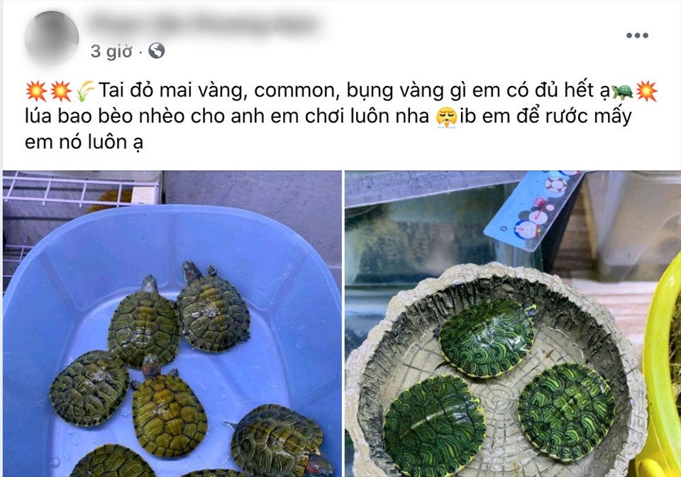Một bài viết rao bán rùa trên mạng xã hội sử dụng từ “lúa” thay cho “giá tiền“. Ảnh: Chụp màn hình.