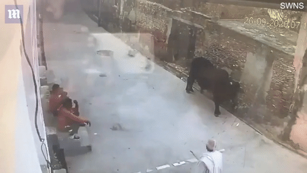Bị đòn đau, con bò tức giận quay sang húc văng người đàn ông đánh nó. Ảnh: Daily Mail
