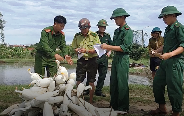 Tập kết cò giả để tiêu hủy. Ảnh: TT.