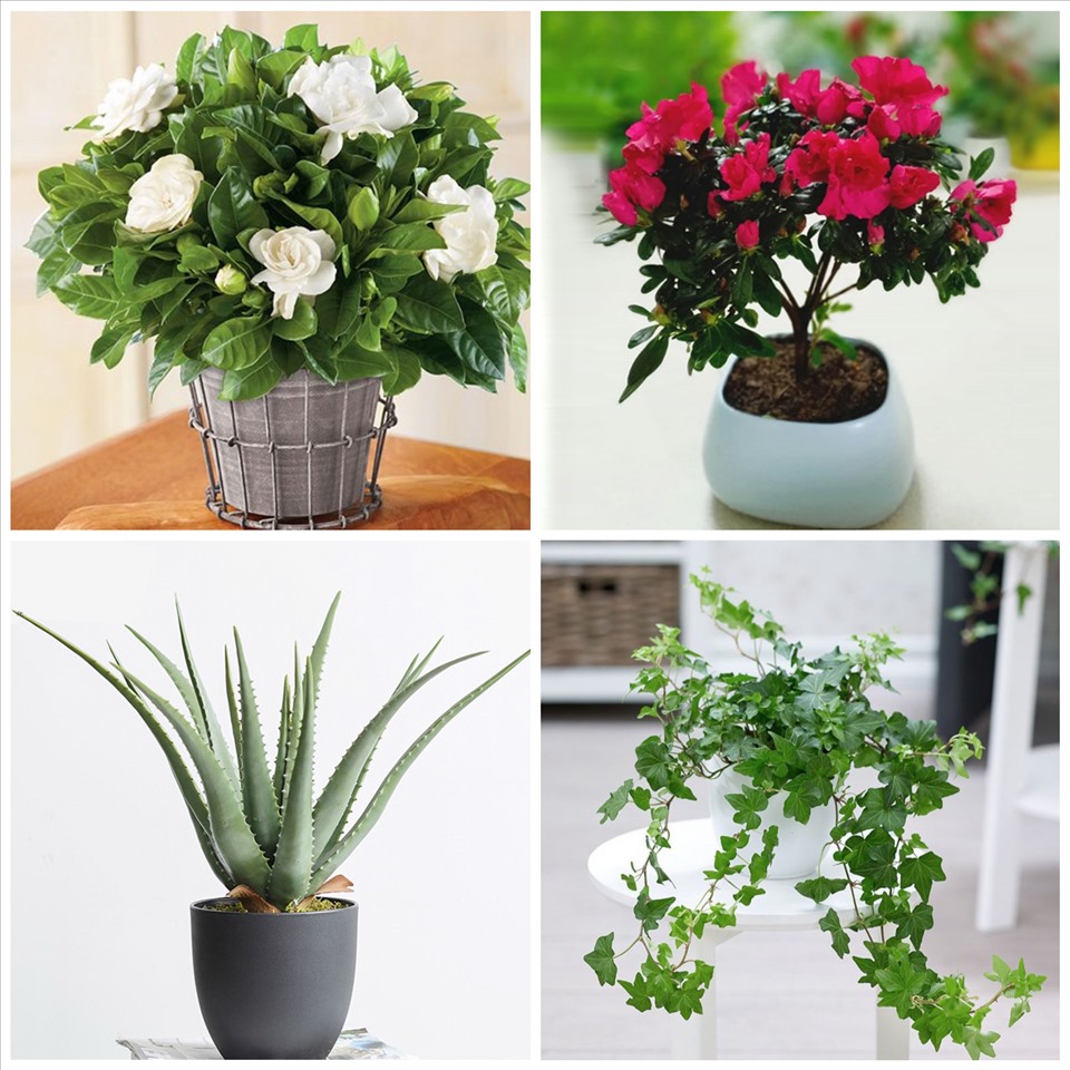 Những loại cây bạn có thể tham khảo sau đây: cây dành dành, đỗ quyên, lô hội, cây nhện, cây thường xuân... Đồ họa: Đức Mạnh