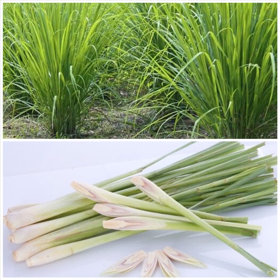 Tinh dầu từ sả tiết ra còn khó tác dụng đuổi muỗi hiệu quả. Đồ họa: Đức Mạnh